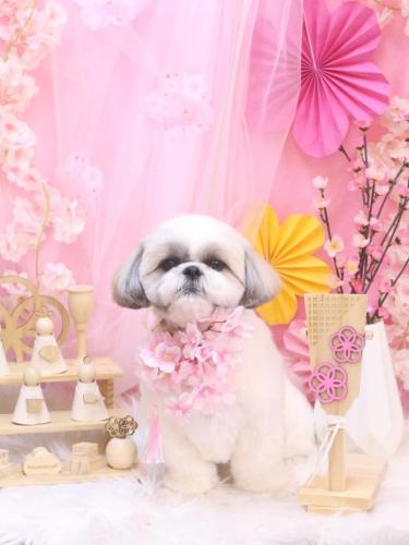 20250323みたらしちゃん